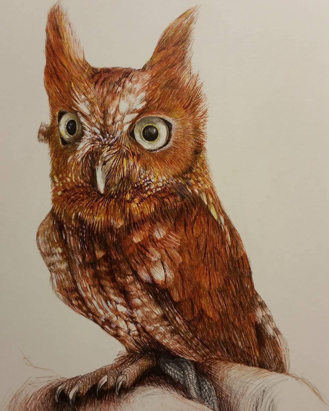 Monroe Screech Owl