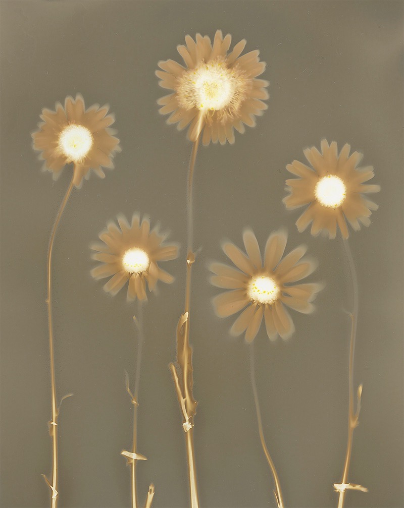 Joe Ziolkowski • <em>The Daisy Project</em> • Unique Lumen photo • $500.00<a class="purchase" href="https://state-of-the-art-gallery.square.site/product/joe-ziolkowski-the-daisy-project/1197" target="_blank">Buy</a>