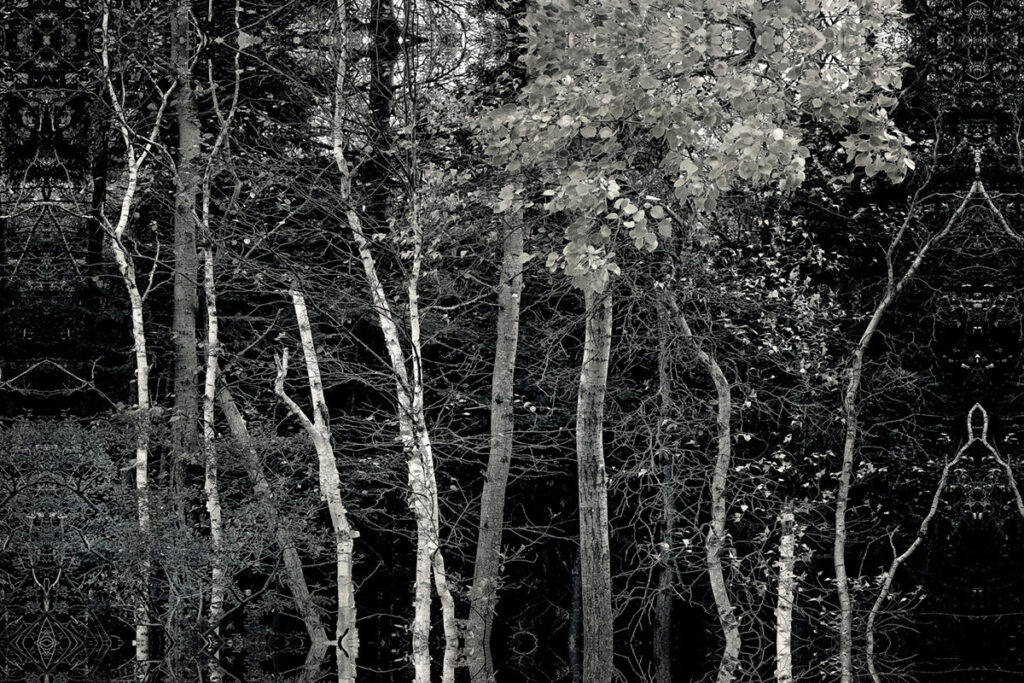 David Watkins Jr • <em>Into the Woods, Acadia</em> • Archival pigment print • 24″×20″ • $235.00