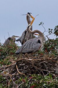 Nancy Ridenour • <em>Herons Sharing Stick for Nest</em> • Digital print on archival paper • 18″×24″ • $165.00<a class="purchase" href="https://state-of-the-art-gallery.square.site/product/nancy-ridenour-herons-sharing-stick-for-nest/1380" target="_blank">Buy</a>