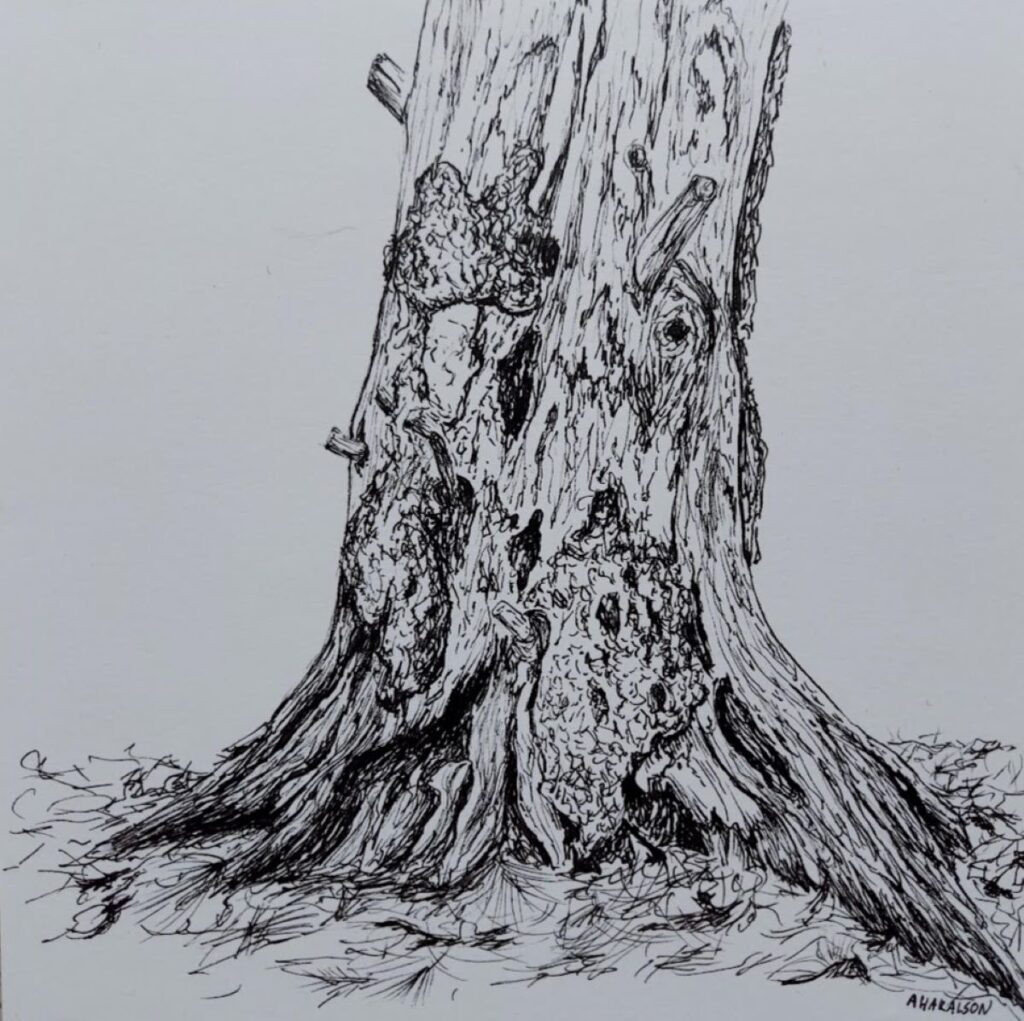 Annemiek Haralson • <em>Old Pine Tree</em> • Ink pen on paper • 6″×6″ • $75.00