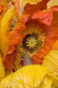 Nancy V. Ridenour • <em>NYC Flower Market Poppy</em> • Digital print on canvas • 20″×30″ • $185.00