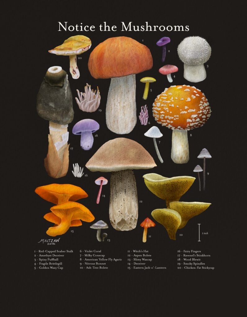 Amy Maltzan • <em>Notice the Mushrooms</em> • Digital illustration giclée • 15″×18¾″ • NFS, prints available
