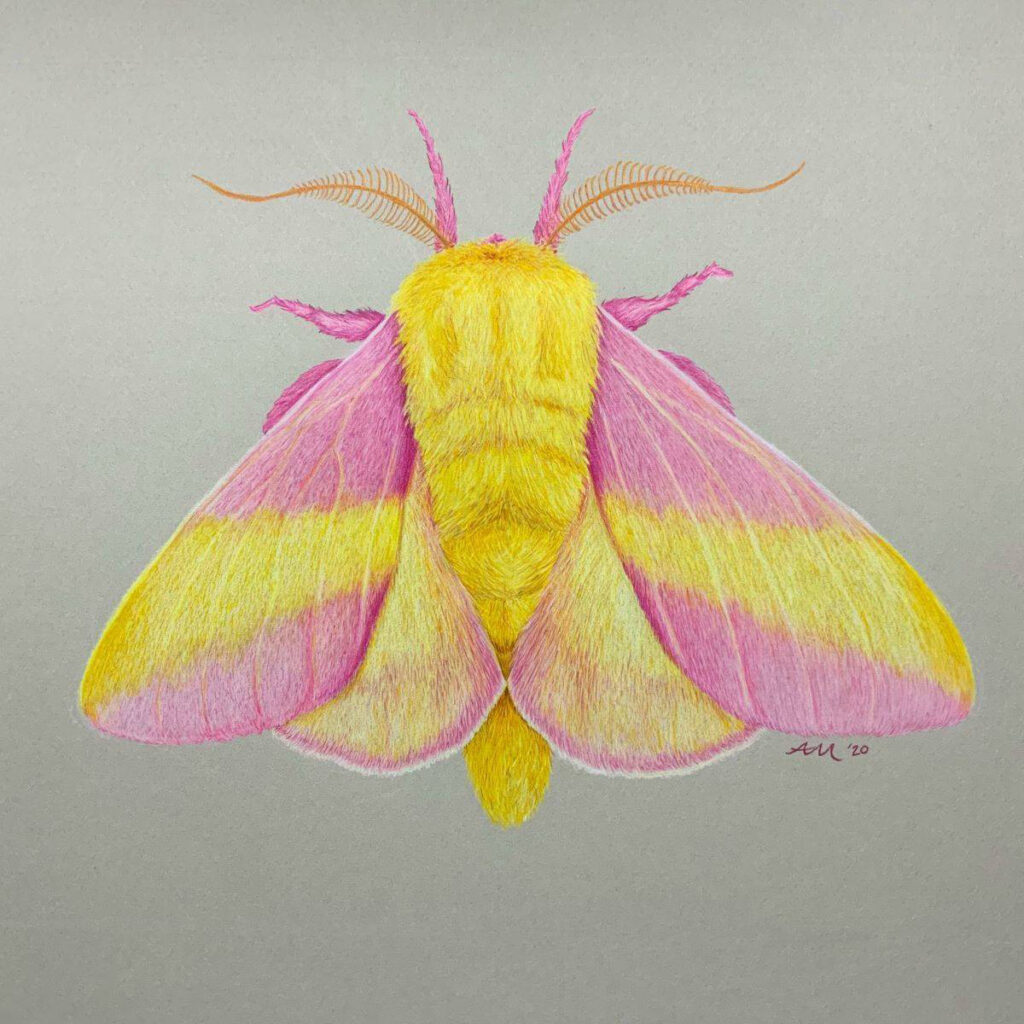 Amy Maltzan • <em>Rosy Maple Moth</em> • Colored pencil • NFS, prints available