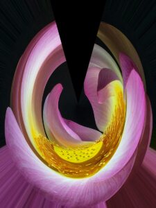 Nancy V. Ridenour • <em>Lotus Abstract</em> • Digital image on canvas • 18″×24″ • $165.00