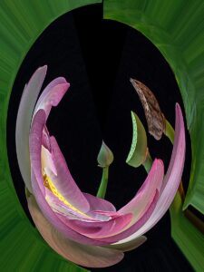Nancy V. Ridenour • <em>Lotus Bouquet Abstract</em> • Digital image on canvas • 18″×24″ • $165.00