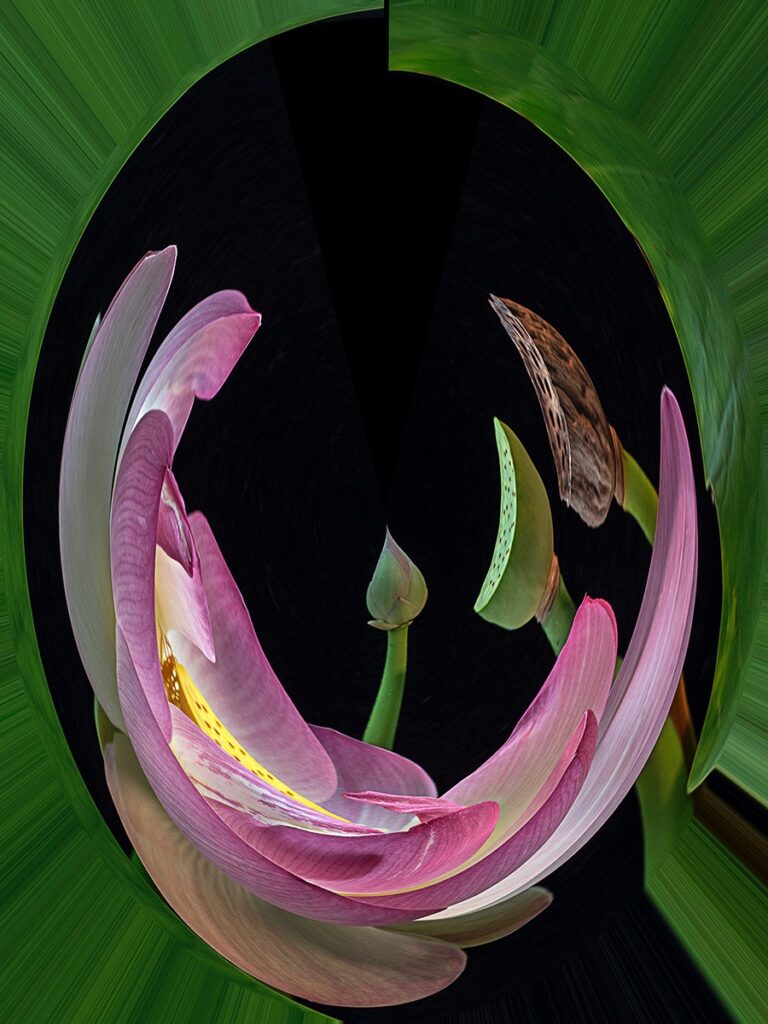 Nancy V. Ridenour • <em>Lotus Bouquet Abstract</em> • Digital image on canvas • 18″×24″ • $165.00