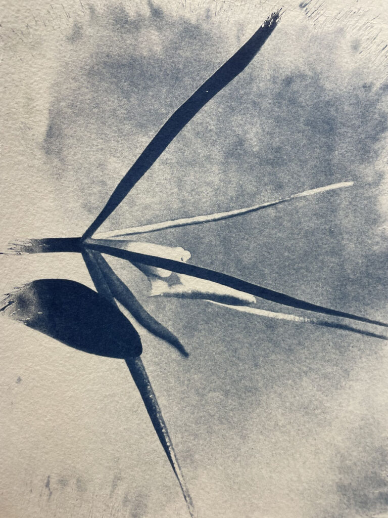 Christine Chin • <em>Epidendrum nocturnum</em> • Cyanotype  • 11″×14″ • $125.00<a class="purchase" href="https://state-of-the-art-gallery.square.site/product/christine-chin-epidendrum-nocturnum/2171" target="_blank">Buy</a>