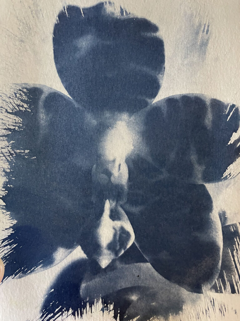 Christine Chin • <em>Phalaenopsis amboinensis</em> • Cyanotype • 11″×14″ • $125.00<a class="purchase" href="https://state-of-the-art-gallery.square.site/product/christine-chin-phalaenopsis-amboinensis/2212" target="_blank">Buy</a>