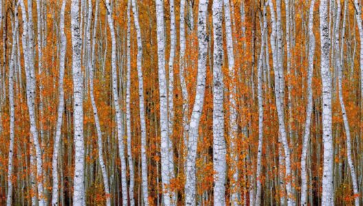 Daniel McPheeters • <em>October Aspens</em> • Mixed media on panel • 30″×17″ • $250.00<a class="purchase" href="https://state-of-the-art-gallery.square.site/product/daniel-mcpheeters-october-aspens/2187" target="_blank">Buy</a>