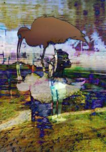 Patricia Brown • <em>Greetings from White Ibis of Sanibel Island, Florida</em> • Archival digital collage print • 4″×6″ • $68.00