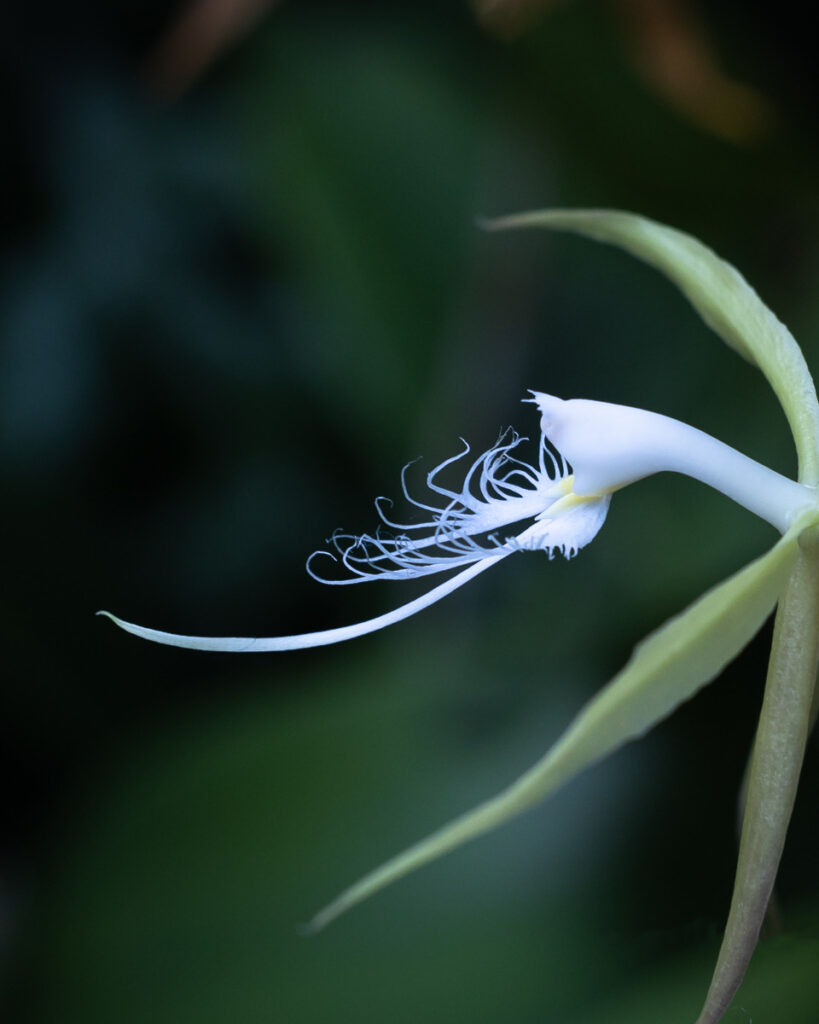 Kathleen Rasmussen • <em>Epidendrum ciliare</em> • Framed photographic print • 15″×19″ • $150.00