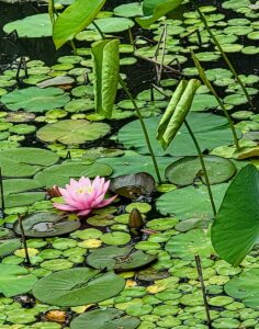 Nancy V Ridenour • <em>Lotus and Waterlily Pond</em> • Digital image on canvas • 11″×14″ • $125.00