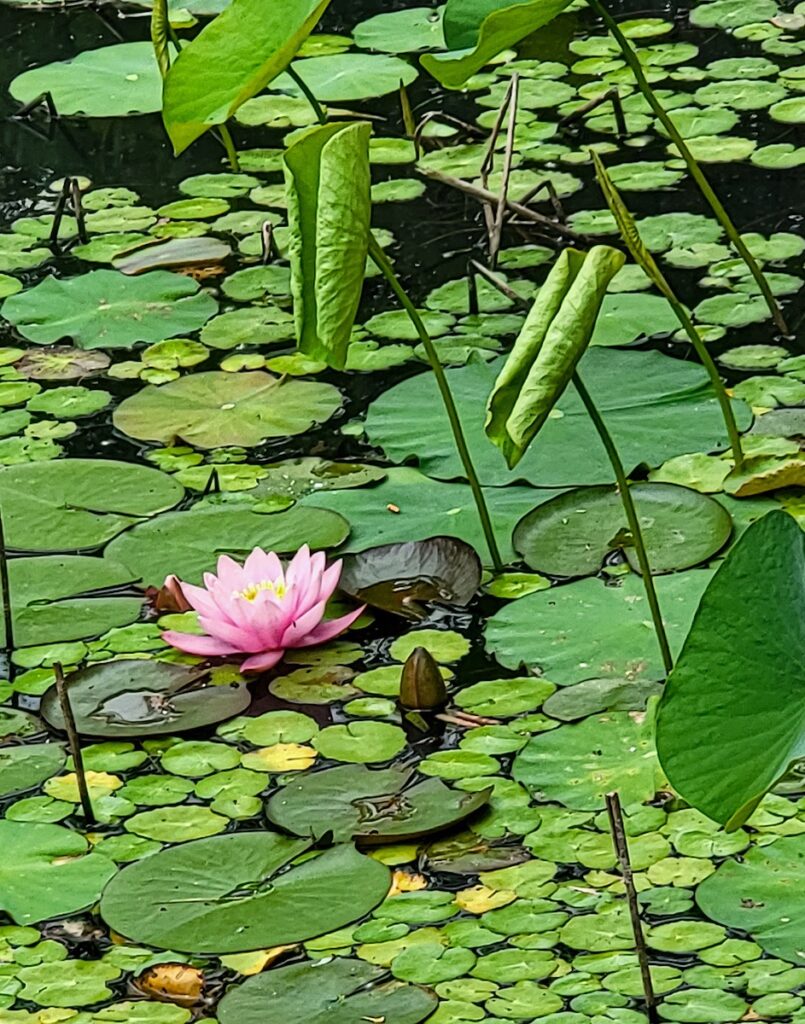 Nancy V Ridenour • <em>Lotus and Waterlily Pond</em> • Digital image on canvas • 11″×14″ • $125.00