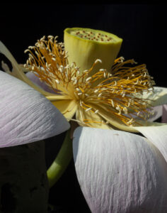 Nancy V Ridenour • <em>Macro Lotus</em> • Digital image on canvas • 11″×14″ • $125.00