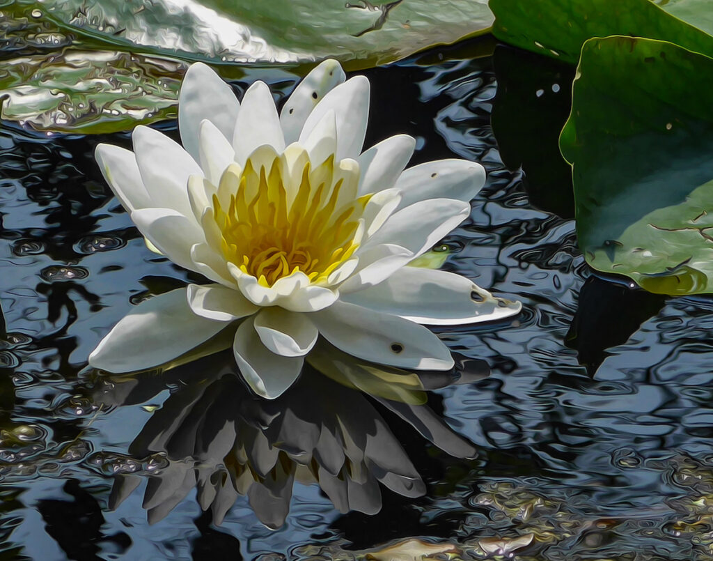 Nancy V Ridenour • <em>White Water Lily</em> • Digital image on canvas • 14″×11″ • $125.00
