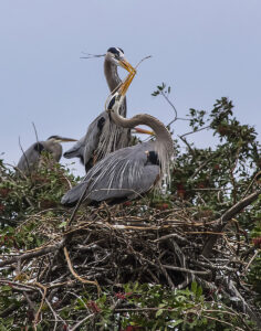 Nancy V Ridenour • <em>Blue Herons sharing sticks for nest</em> • NFS