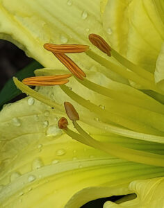 Nancy V Ridenour • <em>Yellow day lily</em> • NFS