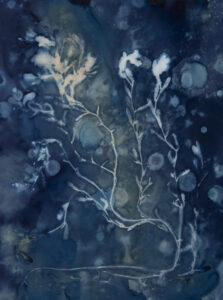 Christine Chin • <em>Curly-leaf pondweed (Potamogeton crispus) 2</em> • Cyanotype photogram from original specimen • 22″×30″ • $90.00
