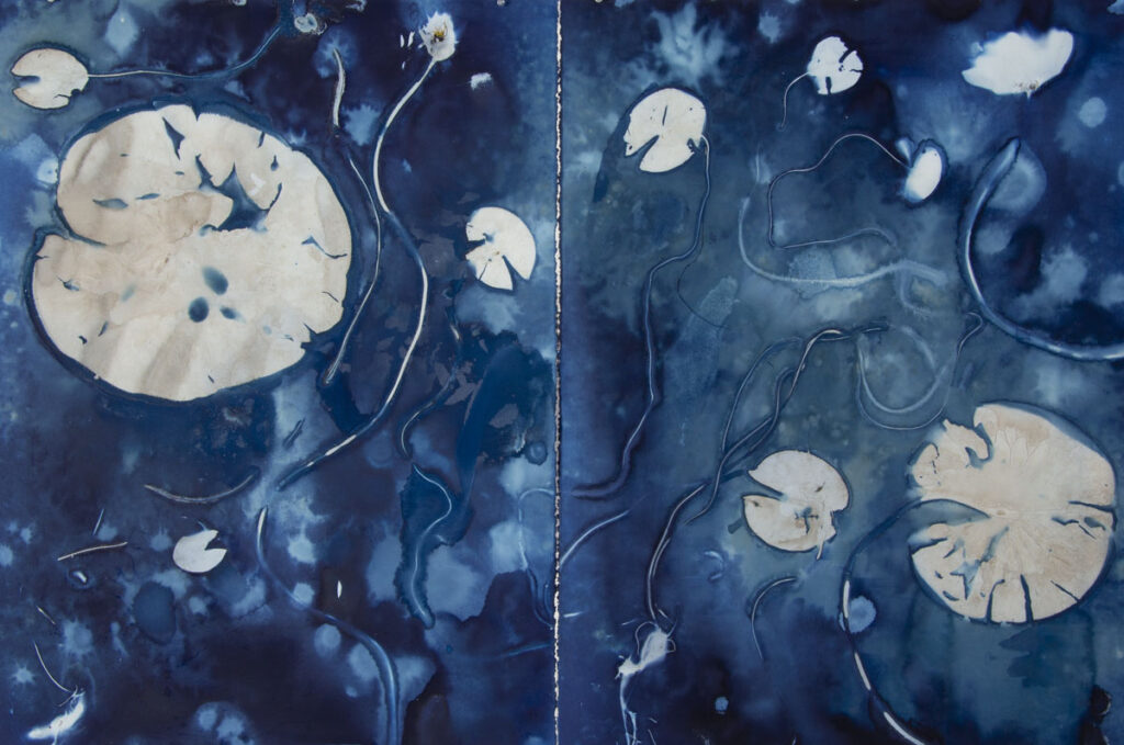 Christine Chin • <em>Native Species Cyanotypes: White Water Lily (Nymphaea odorata) (2 panel print)</em> • Cyanotype photogram from original specimen • 44″×30″ • $700.00