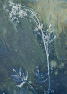 Christine Chin • <em>Invasive Species Cyanotype: Wild Parsnip (Pastinaca sativa) 1</em> • Cyanotype photogram from original specimen • 9″×11″ • $90.00