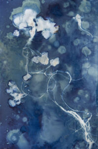 Christine Chin • <em>Invasive Species Cyanotype: European Water Chestnut (Trapa natans) 1</em> • Cyanotype photogram from original specimen • 12″×18″ • $90.00