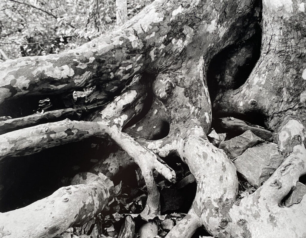 Christine Chin • <em>Sycamore tree roots near Ithaca Falls, Friday October 13, 2023</em> • Silver print, 35mm film darkroom printed on gelatin silver paper • 14″×11″ • $125.00