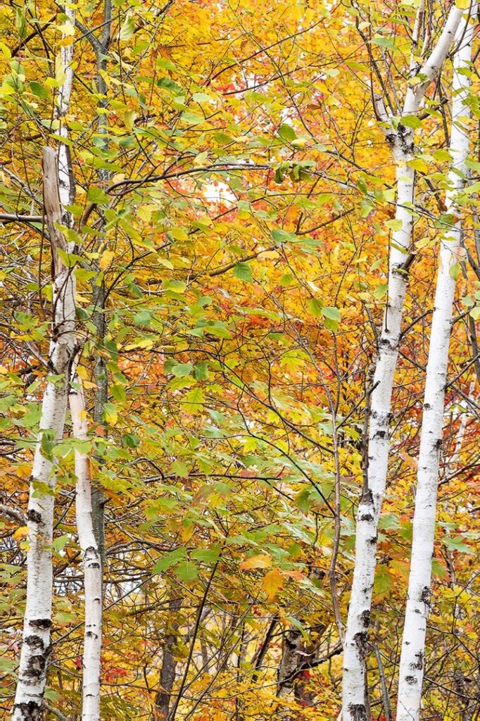 David Watkins Jr • <em>Fall No.3, Acadia National Park</em> • Archival pigment on canvas • 30″×20″ • $385.00