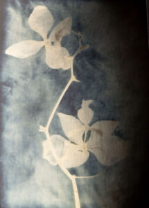 Christine Chin • <em>Phalaenopsis stuartiana</em> • Silver photogram • 8″×10″ • $38.00<a class="purchase" href="https://state-of-the-art-gallery.square.site/product/christine-chin-phalaenopsis-stuartiana/2792" target="_blank">Buy</a>