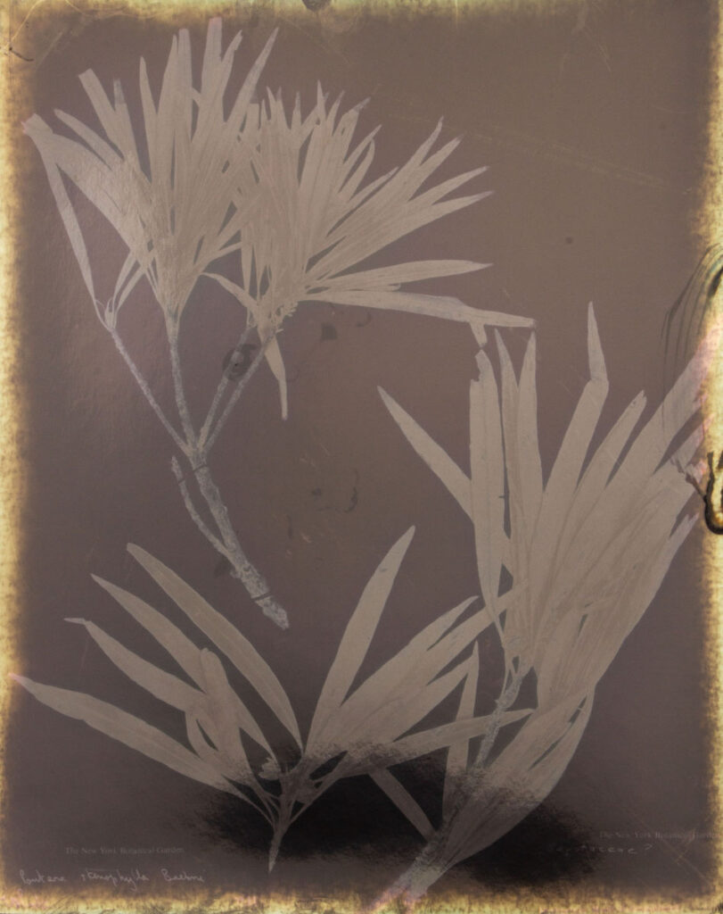 Christine Chin • <em>Red List: Pouteria stenophylla</em> • Silver print • 16″×20″ • $300.00