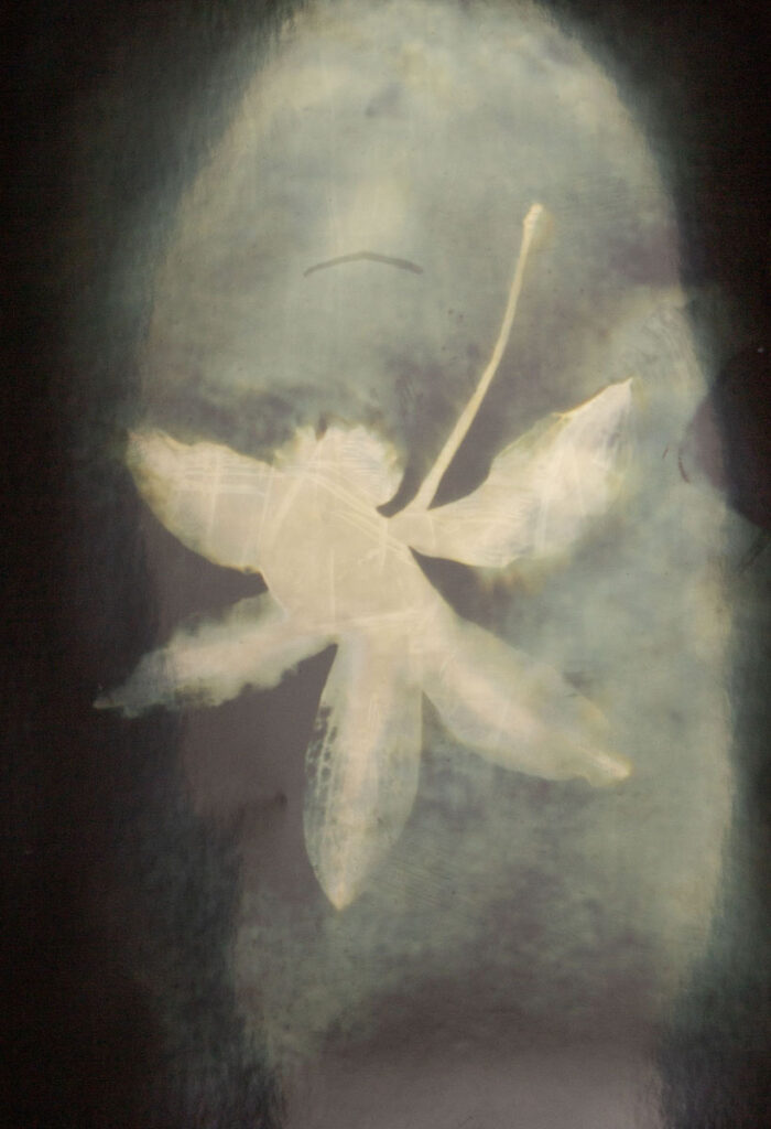 Christine Chin • <em>Cattleya kerrii</em> • Silver photogram • 8″×10″ • $38.00