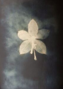 Christine Chin • <em>Phalaenopsis</em> • Silver photogram • 8″×10″ • $38.00<a class="purchase" href="https://state-of-the-art-gallery.square.site/product/christine-chin-phalaenopsis/2742" target="_blank">Buy</a>