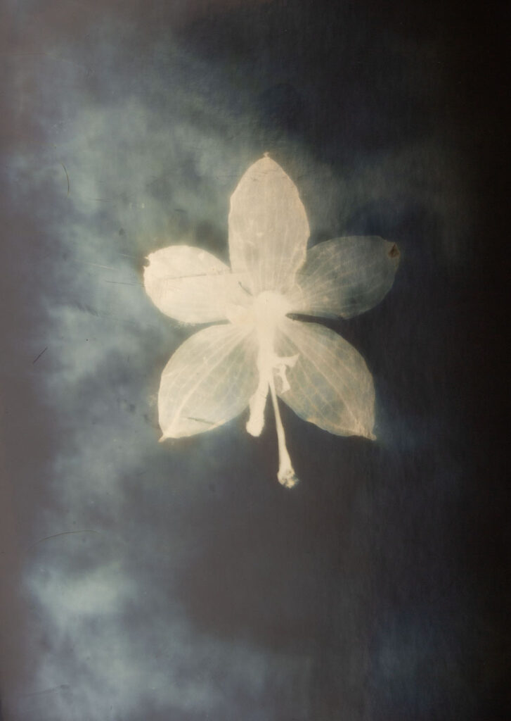 Christine Chin • <em>Phalaenopsis</em> • Silver photogram • 8″×10″ • $38.00