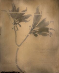 Christine Chin • <em>Red List: Clermontia multiflora</em> • Silver print • 16″×20″ • $300.00