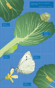 Margy Nelson • <em>Blueprint For a Butterfly</em> • NFS