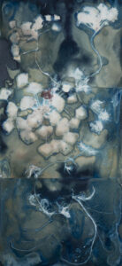 Christine Chin • <em>Invasive Species Cyanotype: European Water Chestnut (Trapa natans)</em> • Cyanotype photogram from original specimen • NFS