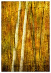 David Watkins Jr • <em>Can’t See the Forest for the Trees</em> • Archival pigment print • 9″×13″ • $185.00