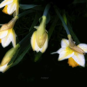 David Watkins Jr • <em>Daffodils Down</em> • Digital photograph on glass (1/1) • 23″×23″ • $315.00
