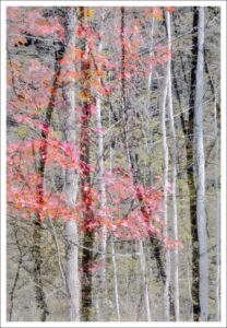 David Watkins Jr • <em>Fall Woods Twice</em> • Archival pigment print • 9″×13″ • $185.00