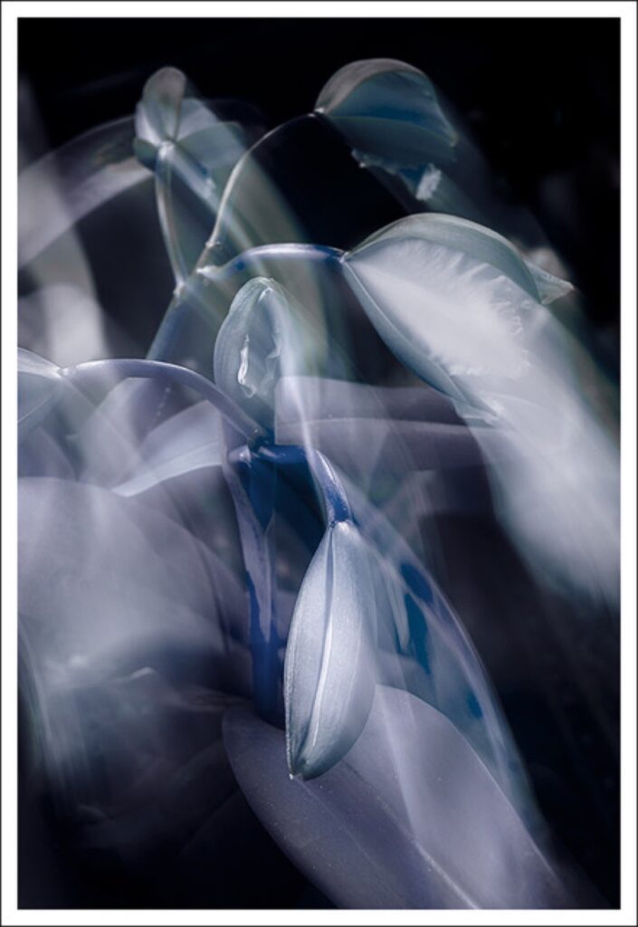 David Watkins Jr • <em>Ghost Orchid</em> • Archival pigment print • 5½″×8″ • $115.00