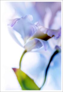 David Watkins Jr • <em>Orchid and Shadow</em> • Archival pigment print • 9″×13″ • $185.00