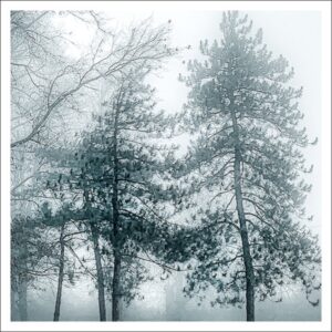 David Watkins Jr • <em>Pines and Blue Fog</em> • Archival pigment print • 11″×11″ • $225.00