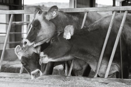 Susan C. Larkin • <em>Three Brown Swiss Cows at Trinity Valley Farm</em> • Archival digital print • 24″×18″ • $300.00