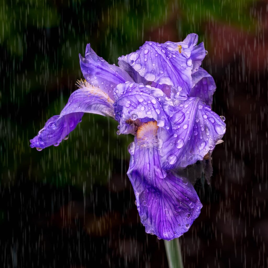 Marie Costanza • <em>Purple Rain</em> • Photo printed on Polar luster metallic photo paper • 18″×18″ • $165.00