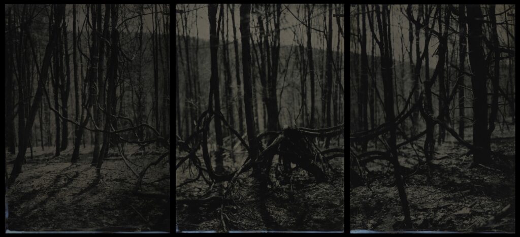 Crystal Van Gaasbeck • <em>The Forest Creature</em> • Wet plate collodion on aluminum • 15″×7″ • $720.00
