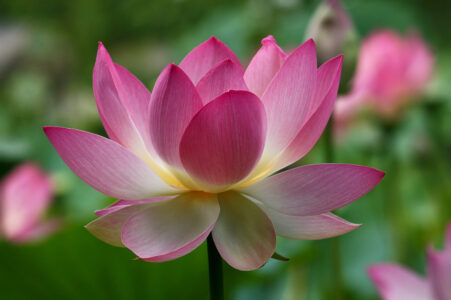 Nancy V. Ridenour • <em>Lotus in Pond</em> • Digital image on canvas • 30″×20″ • $195.00