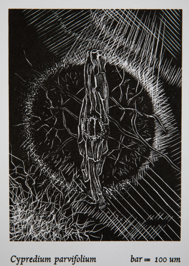 Christine Chin • <em>Rare in NY: Cypredium parvifolium</em> • Wood engraving and letterpress • 9″× 12″ • $90.00<a class="purchase" href="https://state-of-the-art-gallery.square.site/product/christine-chin-rare-in-ny-cypredium-parvifolium/3353" target="_blank">Buy</a>