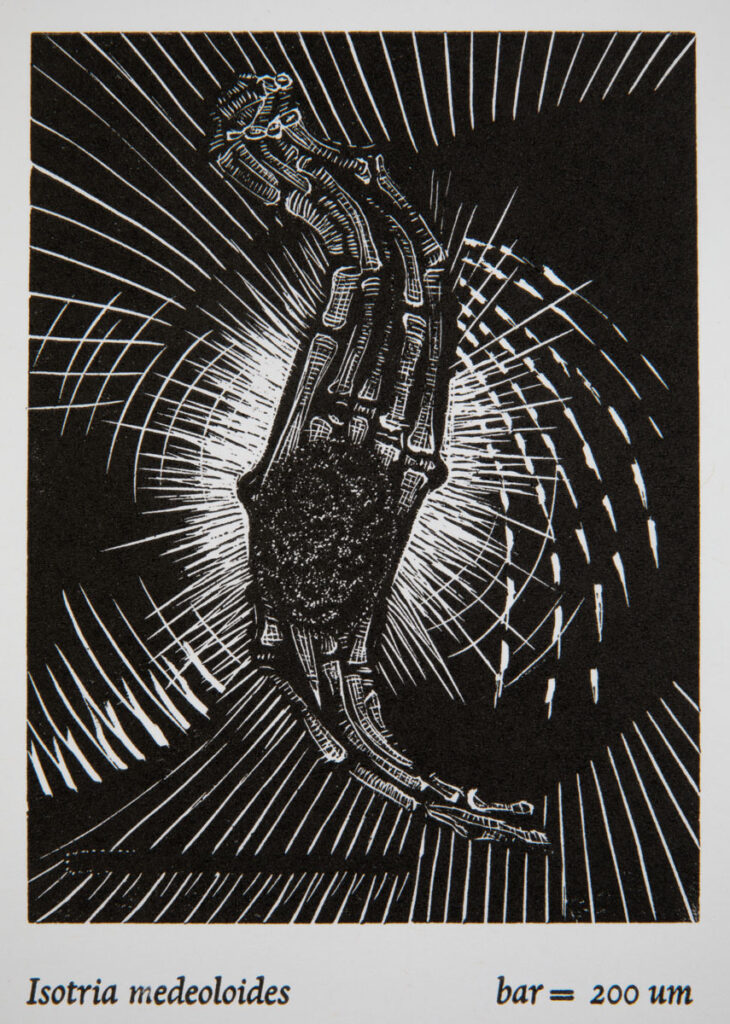 Christine Chin • <em>Rare in NY: Isotria medeoloides</em> • Wood engraving and letterpress • 9″× 12″ • $90.00<a class="purchase" href="https://state-of-the-art-gallery.square.site/product/christine-chin-rare-in-ny-isotria-medeoloides/3379" target="_blank">Buy</a>