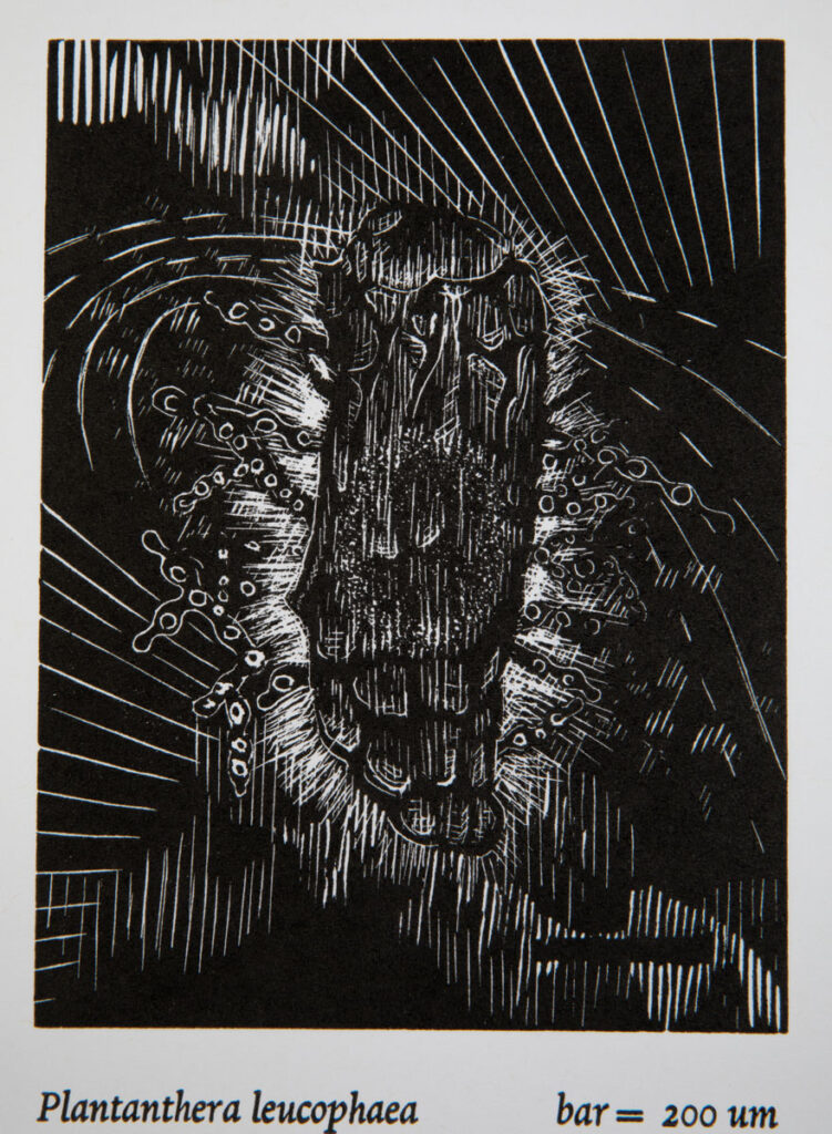 Christine Chin • <em>Rare in NY: Platanthera leuccophaea</em> • Wood engraving and letterpress • 9″× 12″ • $90.00<a class="purchase" href="https://state-of-the-art-gallery.square.site/product/christine-chin-rare-in-ny-platanthera-leuccophaea/3349" target="_blank">Buy</a>