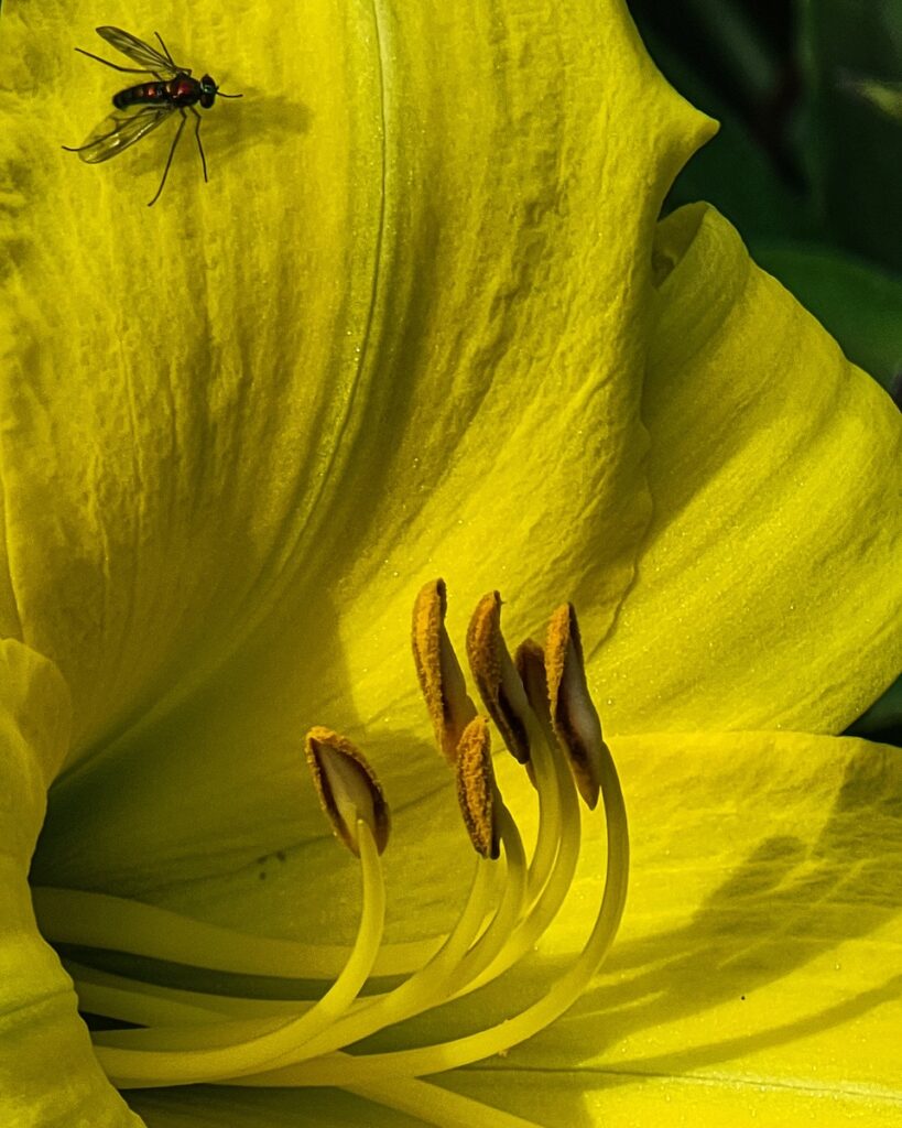 Nancy Ridenour • <em>Yellow Daylily and Fly</em> • Digital image on canvas • 16″× 20″ • $150.00<a class="purchase" href="https://state-of-the-art-gallery.square.site/product/nancy-ridenour-yellow-daylily-and-fly/3381" target="_blank">Buy</a>